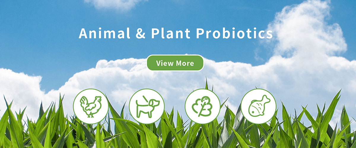 qualità Enzima del tessuto fabbrica