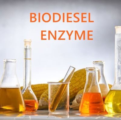 Un buon prezzo. Lipasi differenti di approccio enzimatico nella produzione del biodiesel in linea