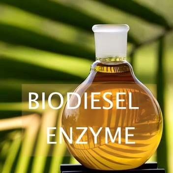 Un buon prezzo. Enzima della lipasi di reazioni di transesterificazione per la sintesi del biodiesel in linea