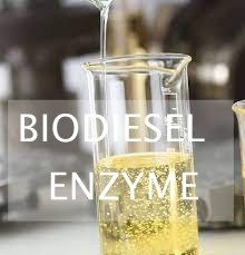 Un buon prezzo. Idrolisi enzimatica dei lipidi dello spreco per produzione del combustibile biologico facendo uso delle lipasi in linea
