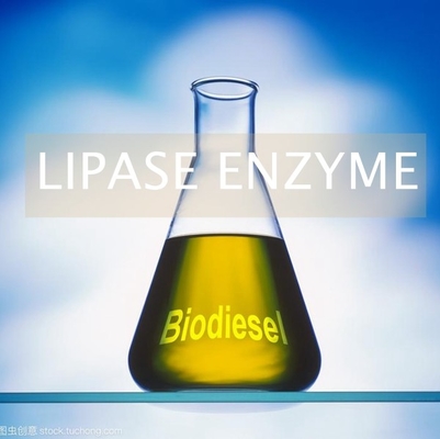 Un buon prezzo. Enzima alternativo delle lipasi dei combustibili biologici nella produzione pH 6,0 - 8,0 in linea