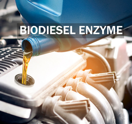 Un buon prezzo. Miglioramento dell'enzima della lipasi di stabilità per il rendimento e la qualità migliori del biodiesel in linea