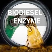 Un buon prezzo. Vie metaboliche del lipido degli enzimi della lipasi di attività di produzione del biodiesel in linea