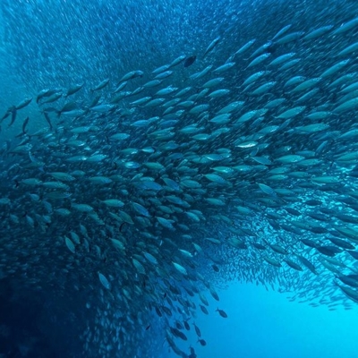 Un buon prezzo. Aumentare il rendimento dell'olio marino: l'impatto della lipasi nelle moderne tecniche di bioelaborazione in linea