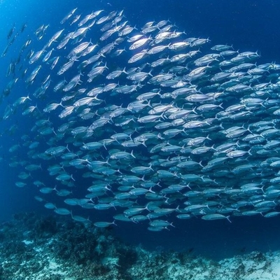 Un buon prezzo. Trasformazione dell'olio marino enzimatico ecologico: immobilizzazione della lipasi Novozym 435 in biocatalisi in linea