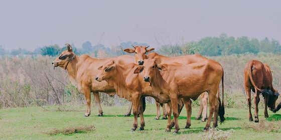 Un buon prezzo. Il campione senza enzimi del detersivo per bucato con temperatura compresa tra 15 e 60 °C migliora l'efficienza di pulizia nelle lavanderie commerciali in linea