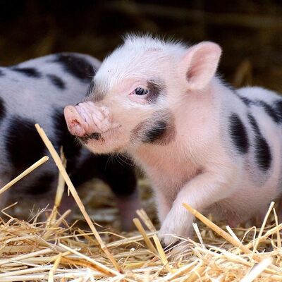 Un buon prezzo. Polvere Probiotica di Bacillus Subtilis Altamente Attiva 100 Miliardi CFU/g Additivo per Mangimi di Grado Alimentare per Animali in linea